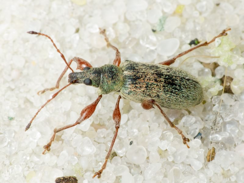 Phyllobius jacobsoni Smirnov, 1913